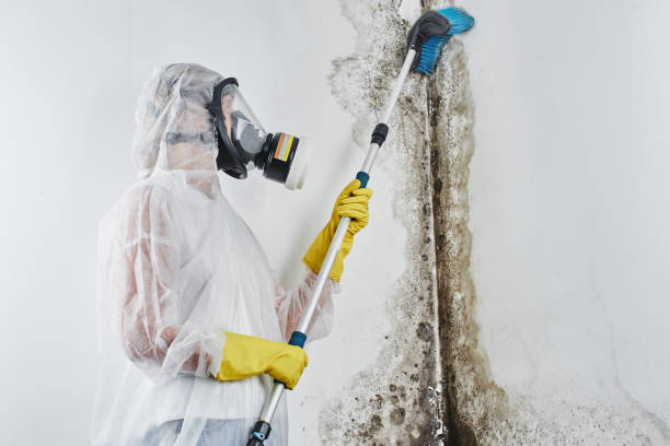 Best Mold Remediation for Specific Building Types in Batesville, AR