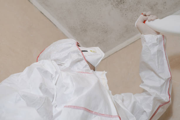 Best Residential Mold Remediation in Batesville, AR