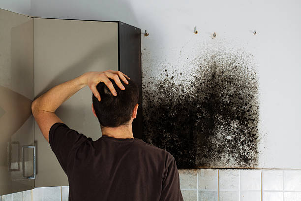 Best Residential Mold Remediation in Batesville, AR